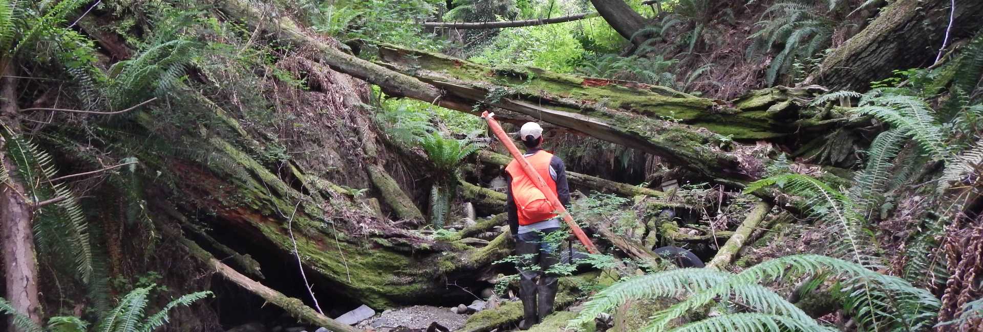 Norma Creek - Snohomish County, WA